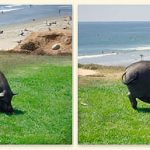 A Pigs Life -- At the Beach