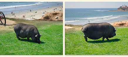 A Pigs Life -- At the Beach