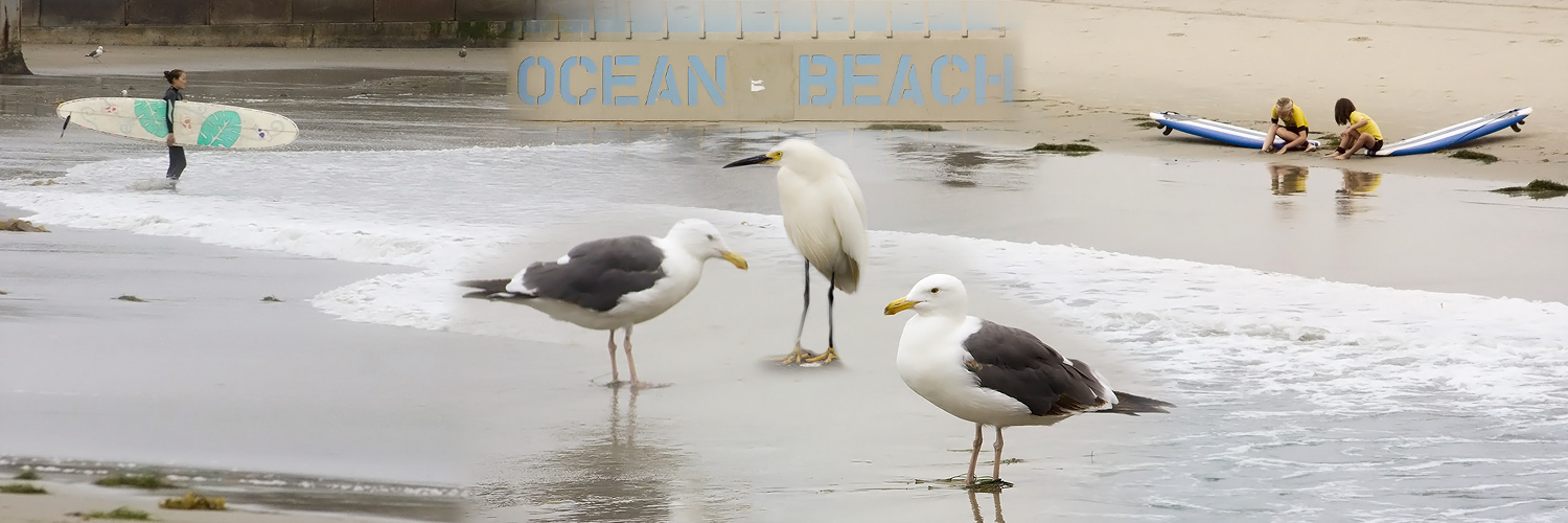 Ocean Beach, Surfer, Seagulls, Pier