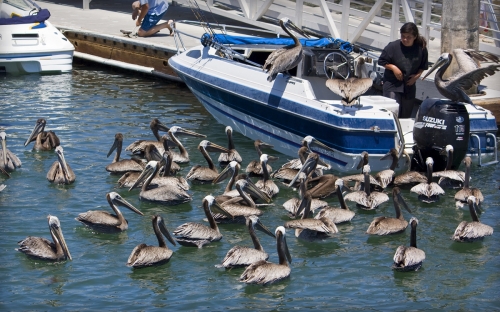 Shelter Island San Diego Harbor Pelicans