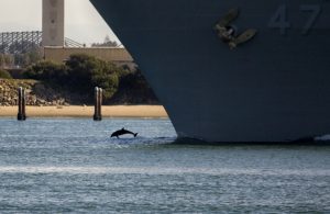 Shelter Island San Diego Harbor Dolphin Leading a Ship