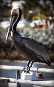 Shelter Island San Diego Harbor Pelican